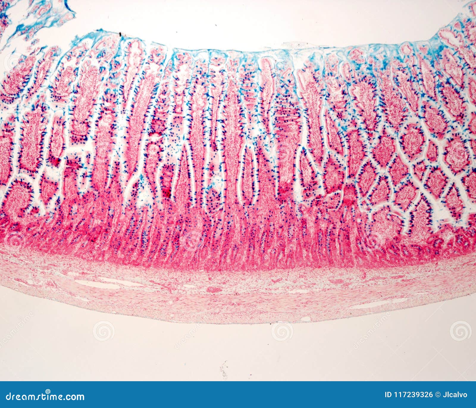 goblet cells. intestinal epithelium