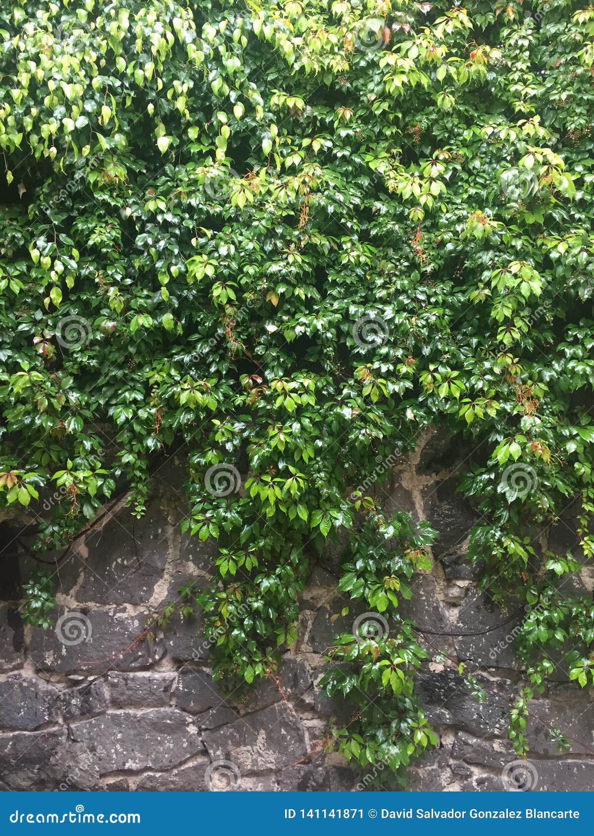 wall of stone, life of the green creeper