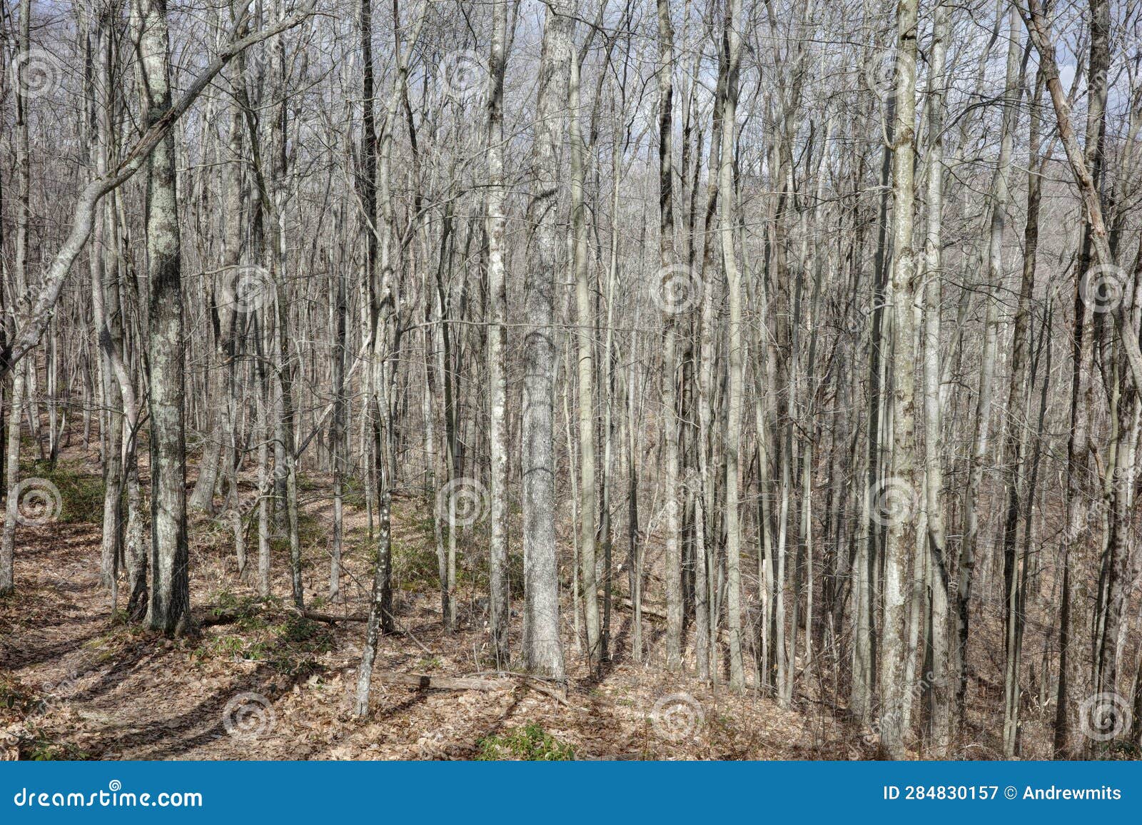 Wall of Skinny Bare Tree Trunks in Forest Stock Image Image of