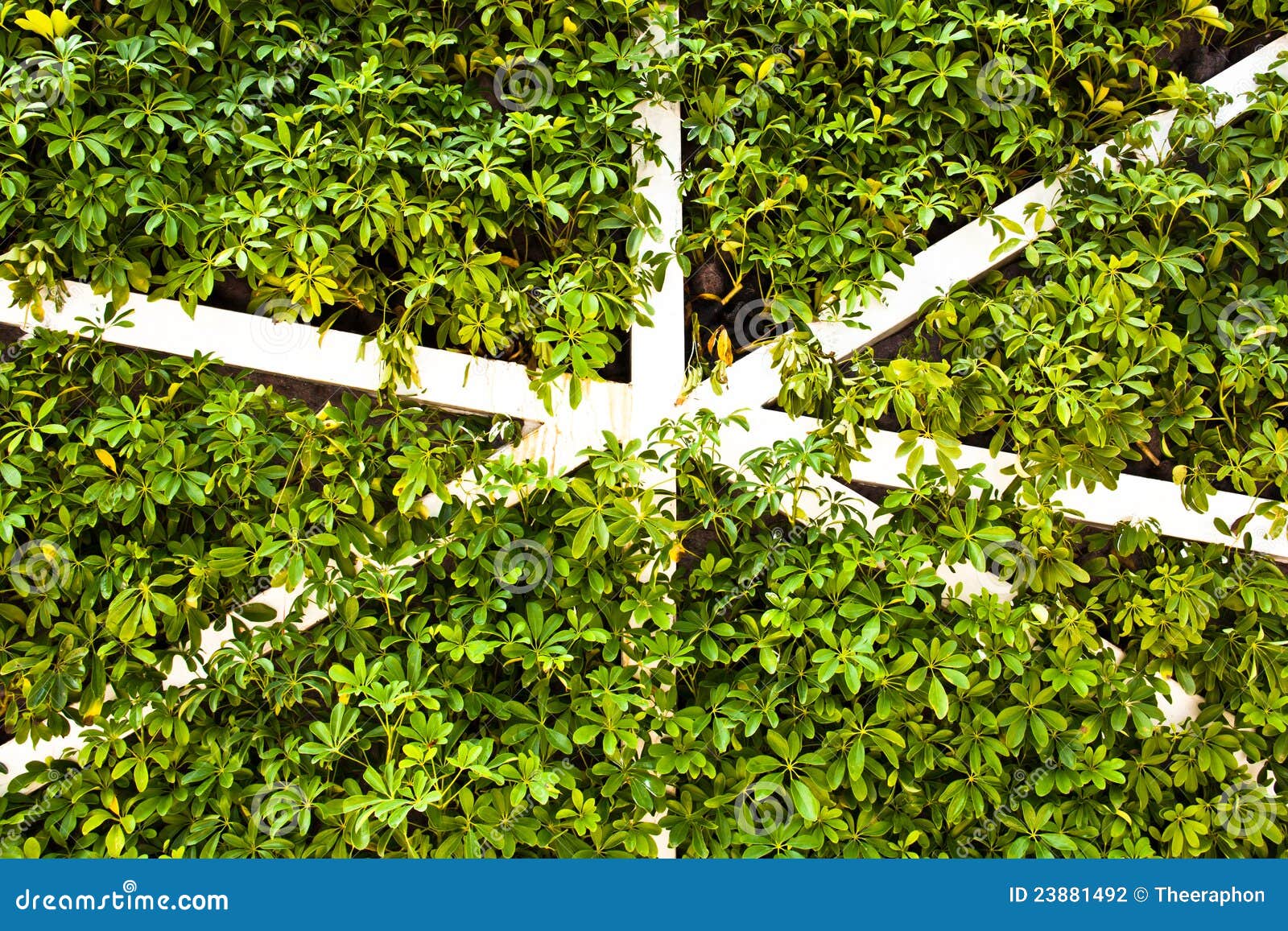 Wall of trees. stock photo. Image of background, antique 23881492