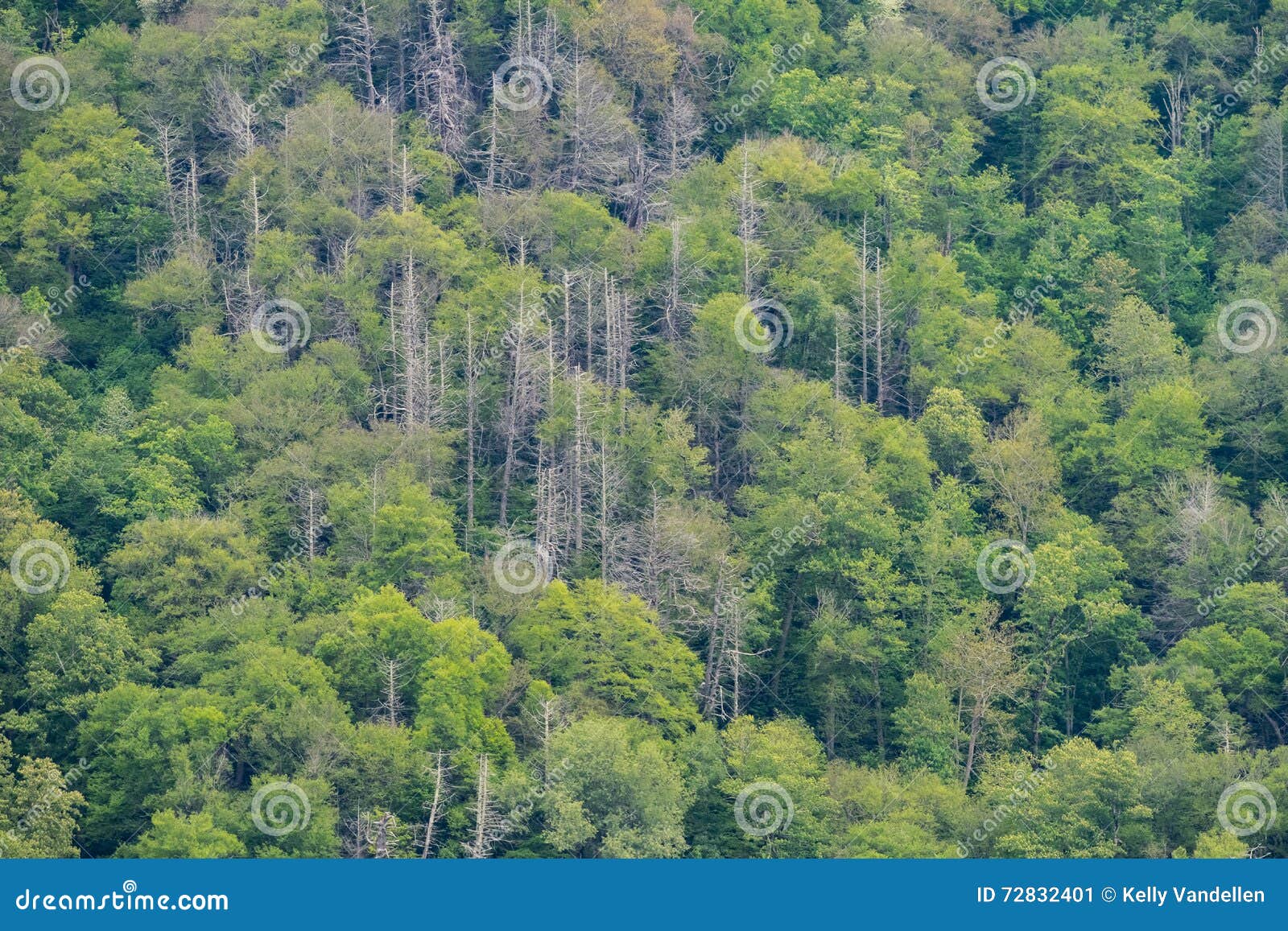 Wall of Trees stock image. Image of backdrop, foliage 72832401