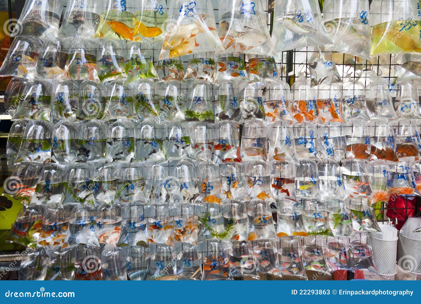 tropical fish mail order