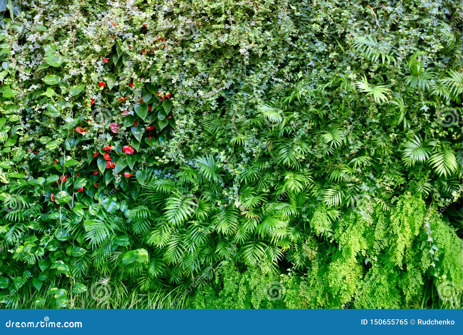 Wall with Tropical Plants. Nature Background Stock Image Image of
