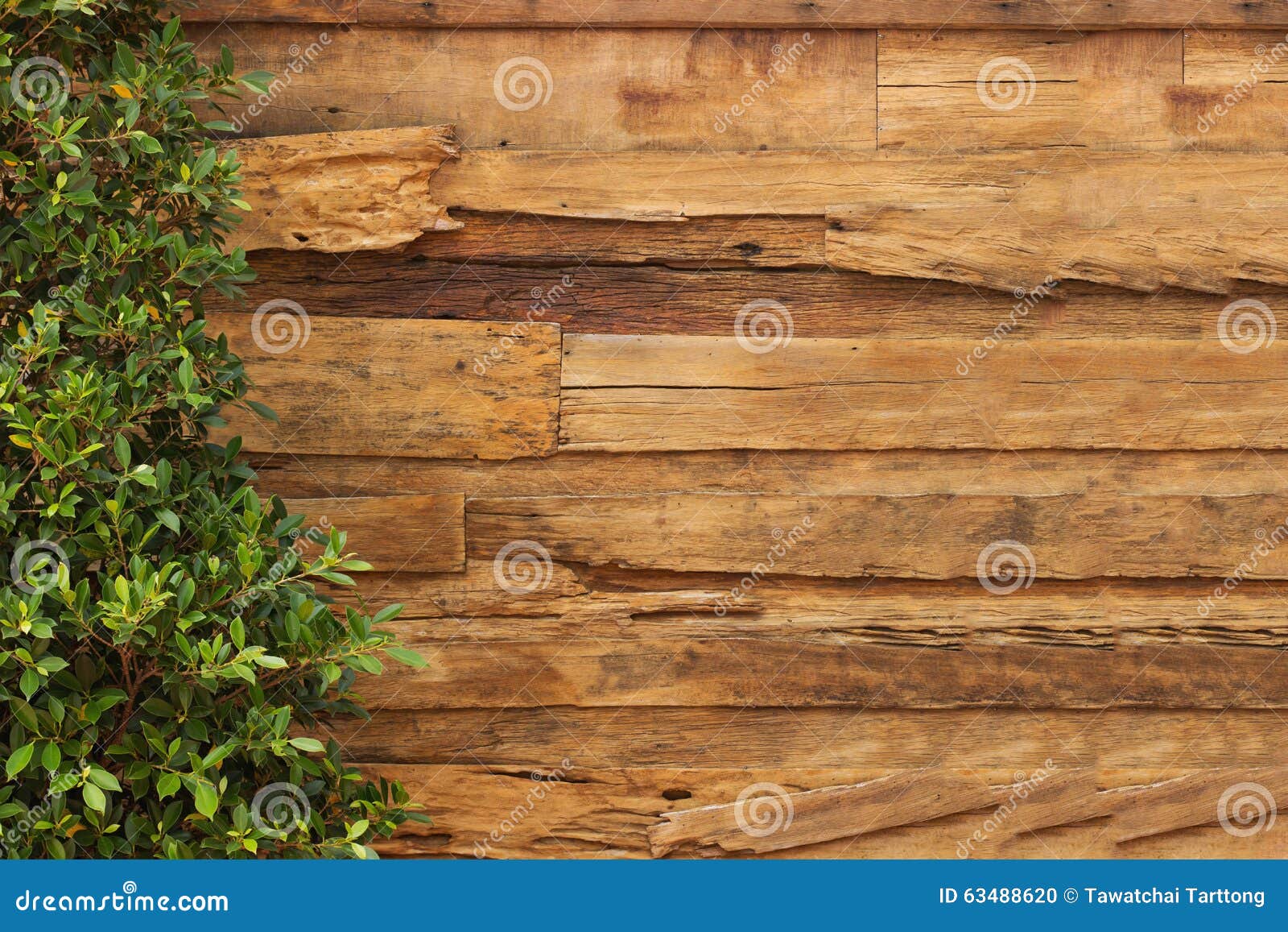 Wall Wood Texture and Plant Stock Photo Image of background, frame