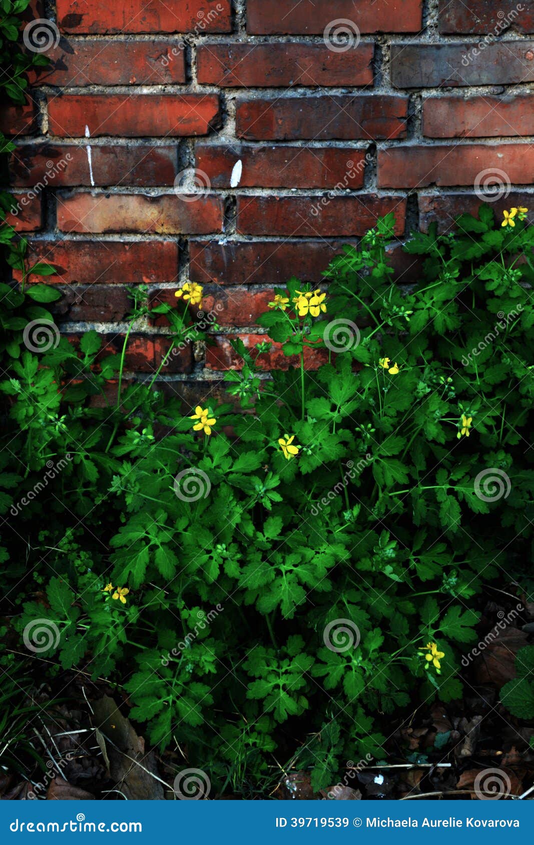 The wall stock image. Image of garden, spring, wall, detail 39719539