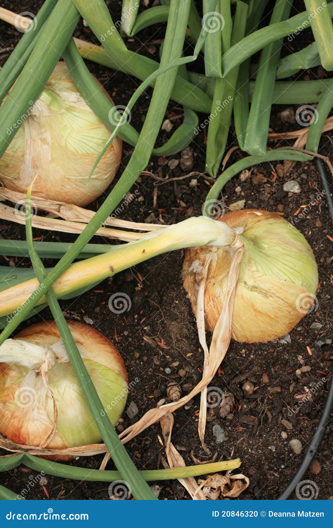Walla Walla Sweet Onions stock photo. Image of vegetarian 20846320