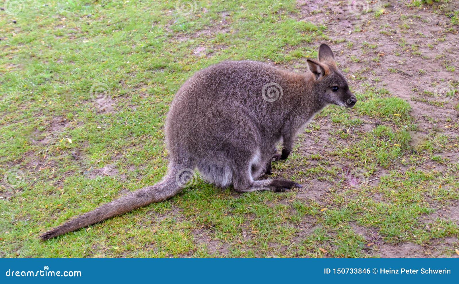 Kangaroos with Baby in the Bag Stock Photo Image of beautiful