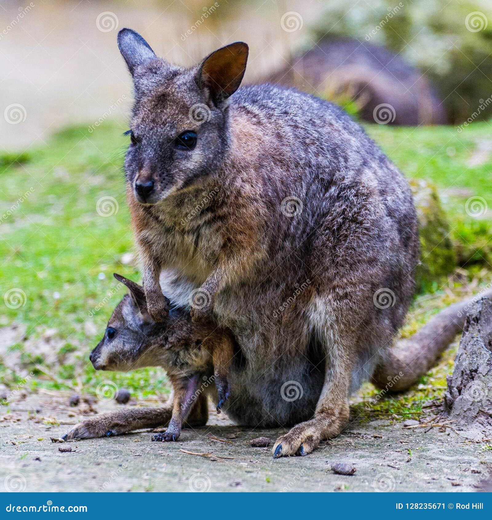 Wallaby with Joey in Her Pouch Stock Image - Image of wallabies, wallaby: 128235671 Wallaby with Joey in Her Pouch Stock Image - Image of wallabies, wallaby: 128235671
