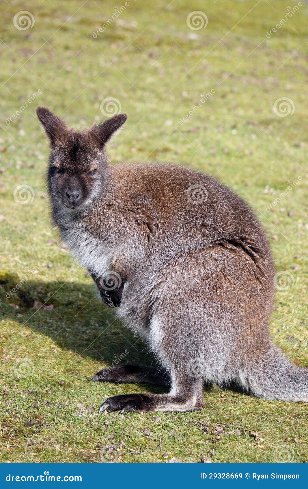 Wallaby Sat in Field Staring Stock Image Image of fight, jump 29328669