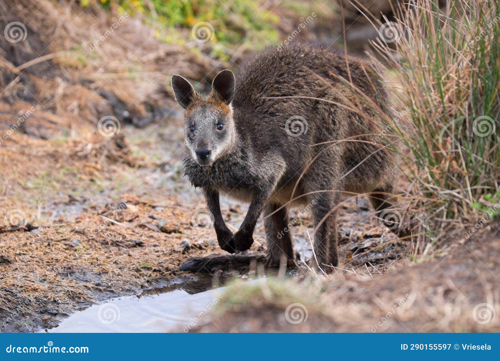 wallaby stands partially in a pond and looks up in australia
