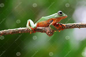 Wallace s Flying Frog Wallace s Flying Frog On A Branch Stock Photo 