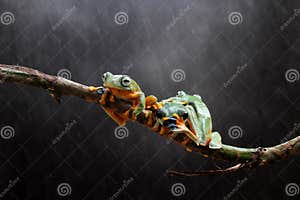 Tree Frogs Animal Wallace s Flying Frog On A Branch Stock Image 
