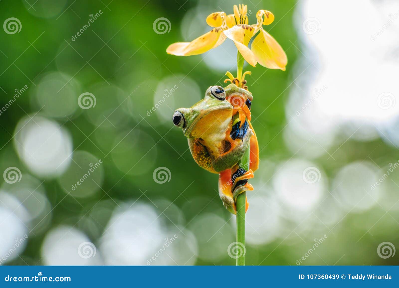 Single Green Computer Sitter Frog by Big Sky