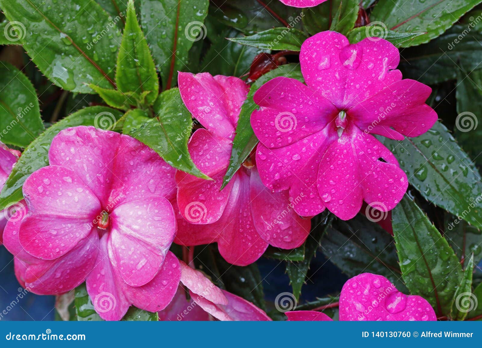Walleriana De Impatiens, Flores Con Las Gotas De Agua En él Foto de archivo  - Imagen de jardines, detalles: 140130760