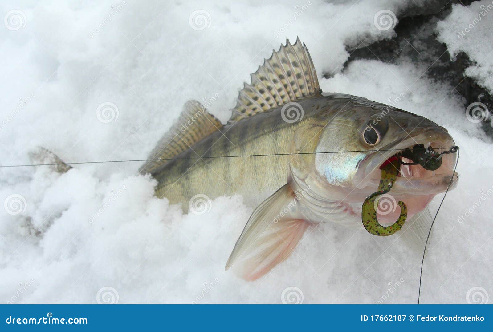 Walleye Caught on Drop-shot Rig Stock Image - Image of hobby