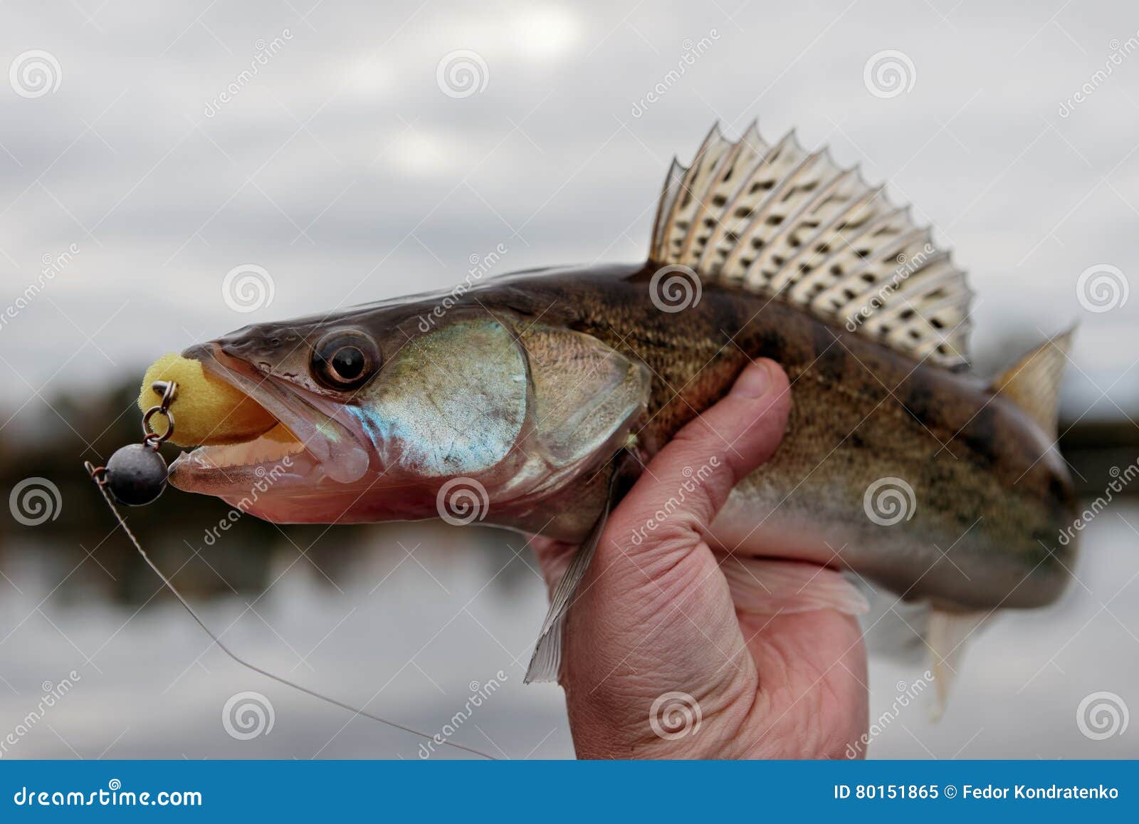 Walleye Caught on Handmade Jig Lure Stock Image Image of animal, fall