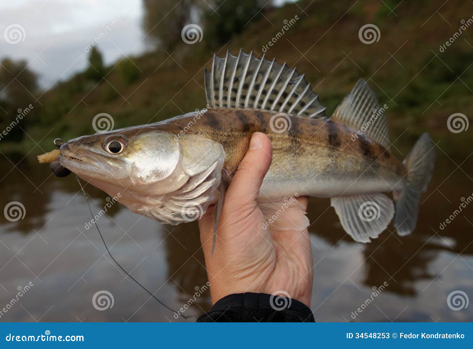 Walleye Caught on Handmade Jig Lure Stock Image Image of hook, hobby