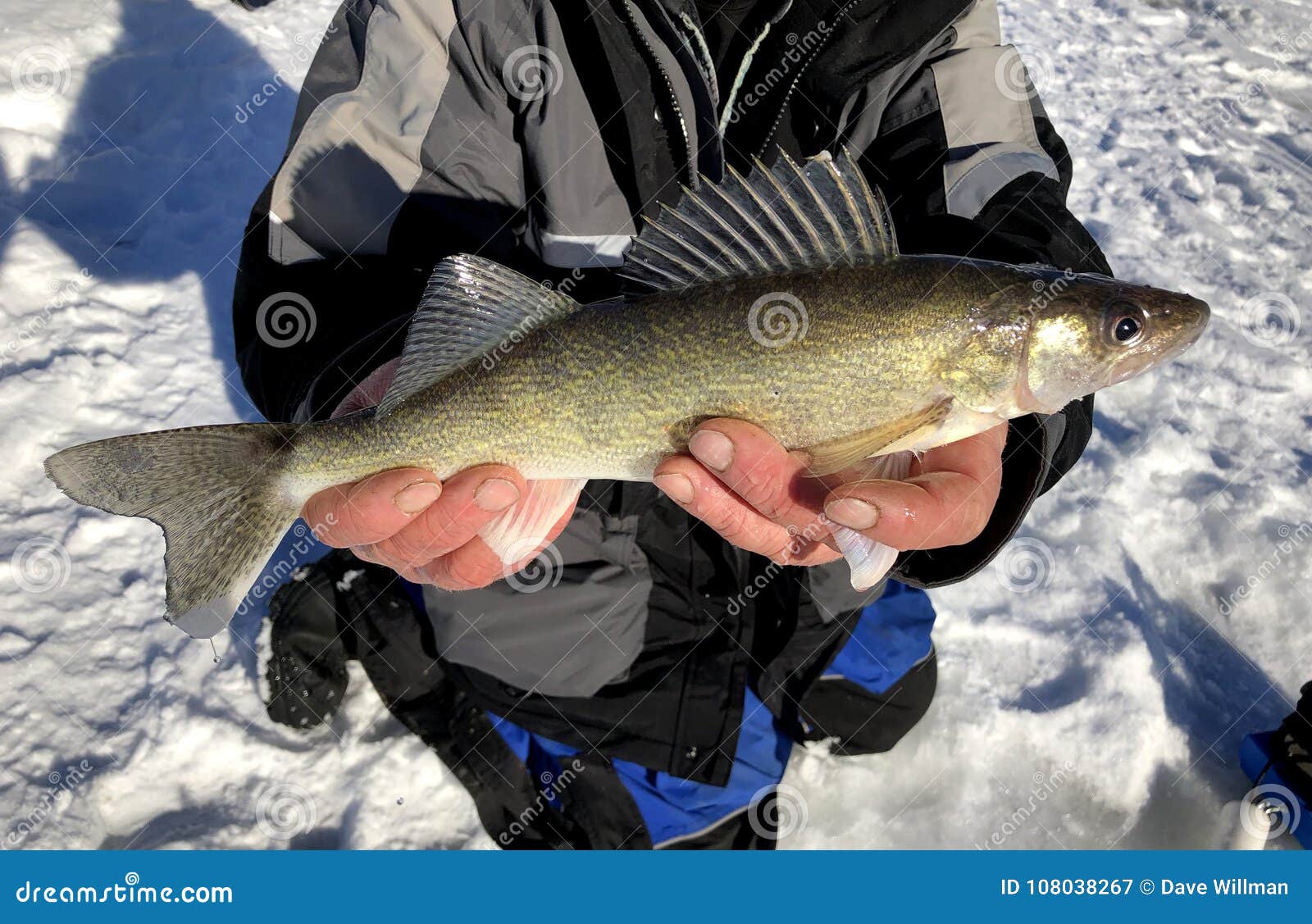 Ice Fishing Walleye Stock Photos - Free & Royalty-Free Stock Photos from  Dreamstime