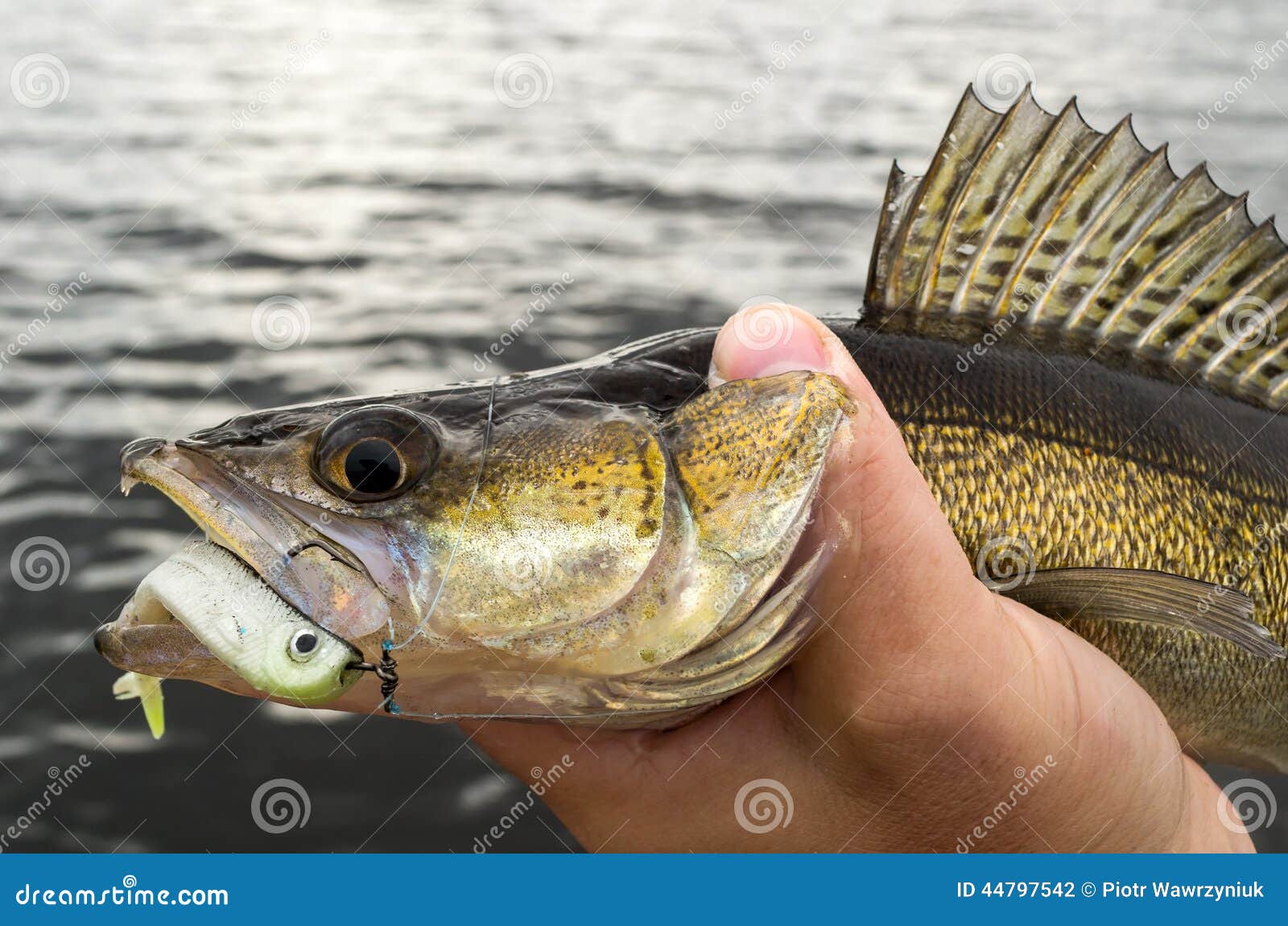 Walleye dropshot fishing stock photo. Image of silver 44797542