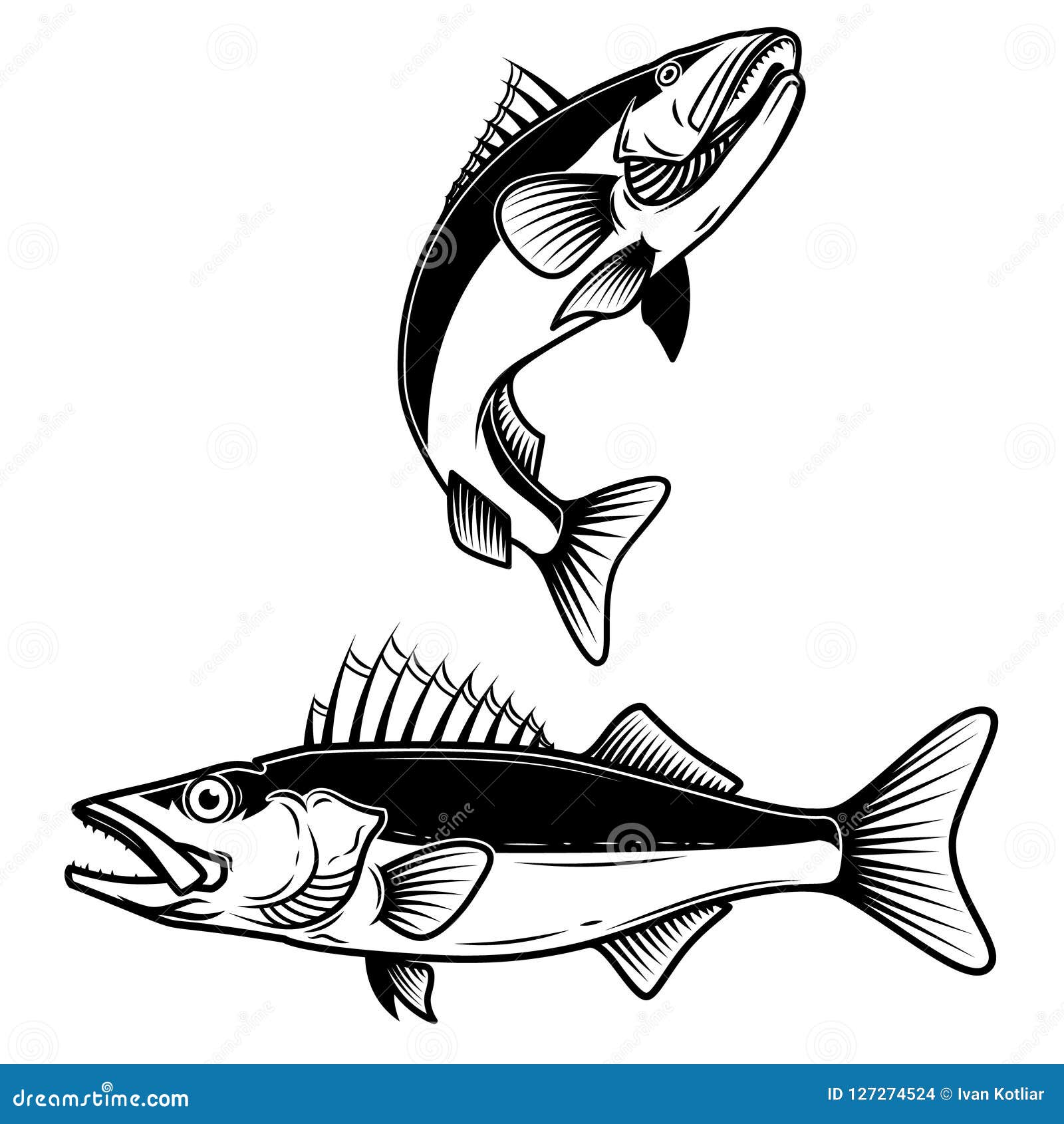 Walleye Stock Illustrations – 894 Walleye Stock Illustrations