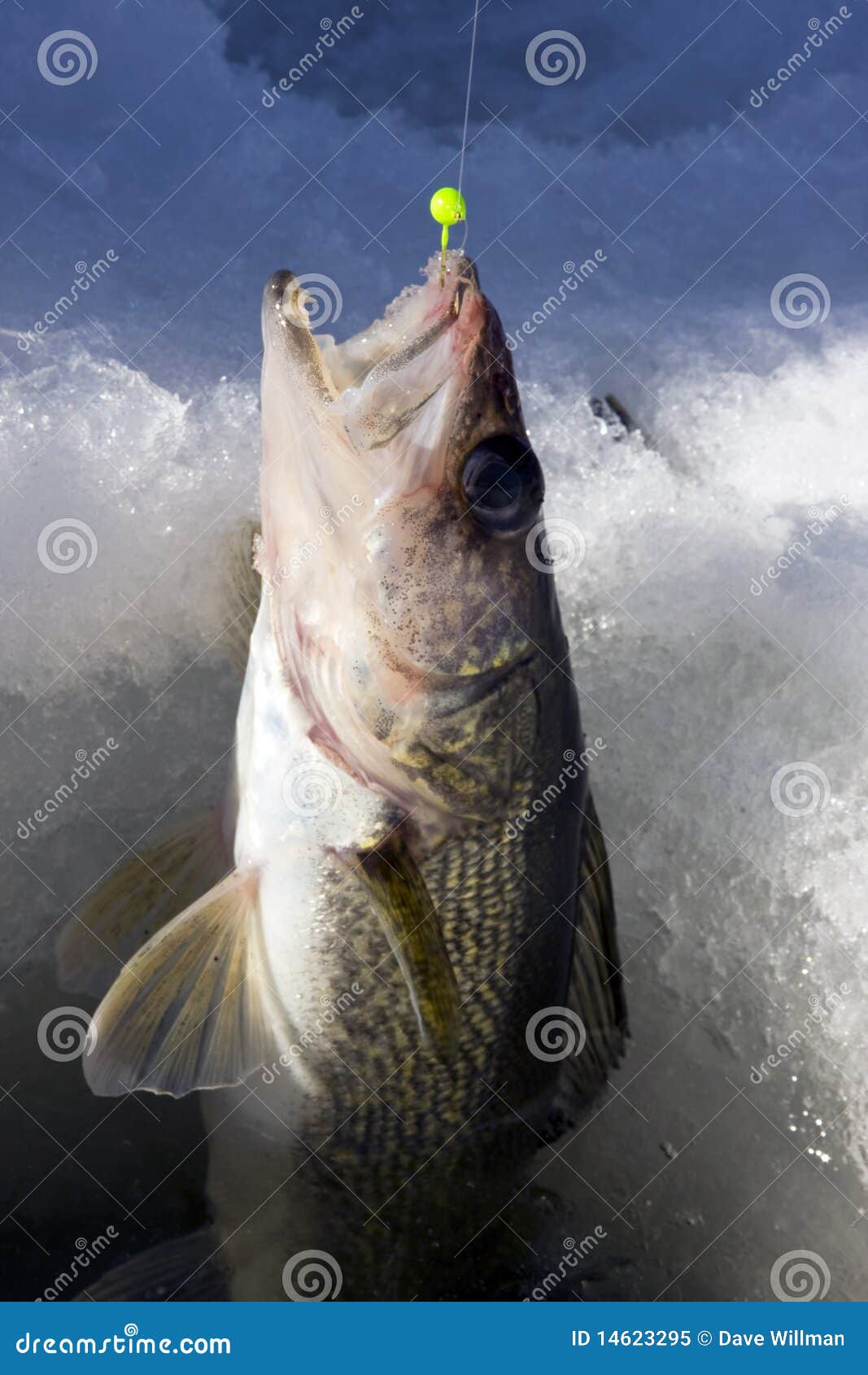 Walleye Ice Fishing Stock Photos - Free & Royalty-Free Stock