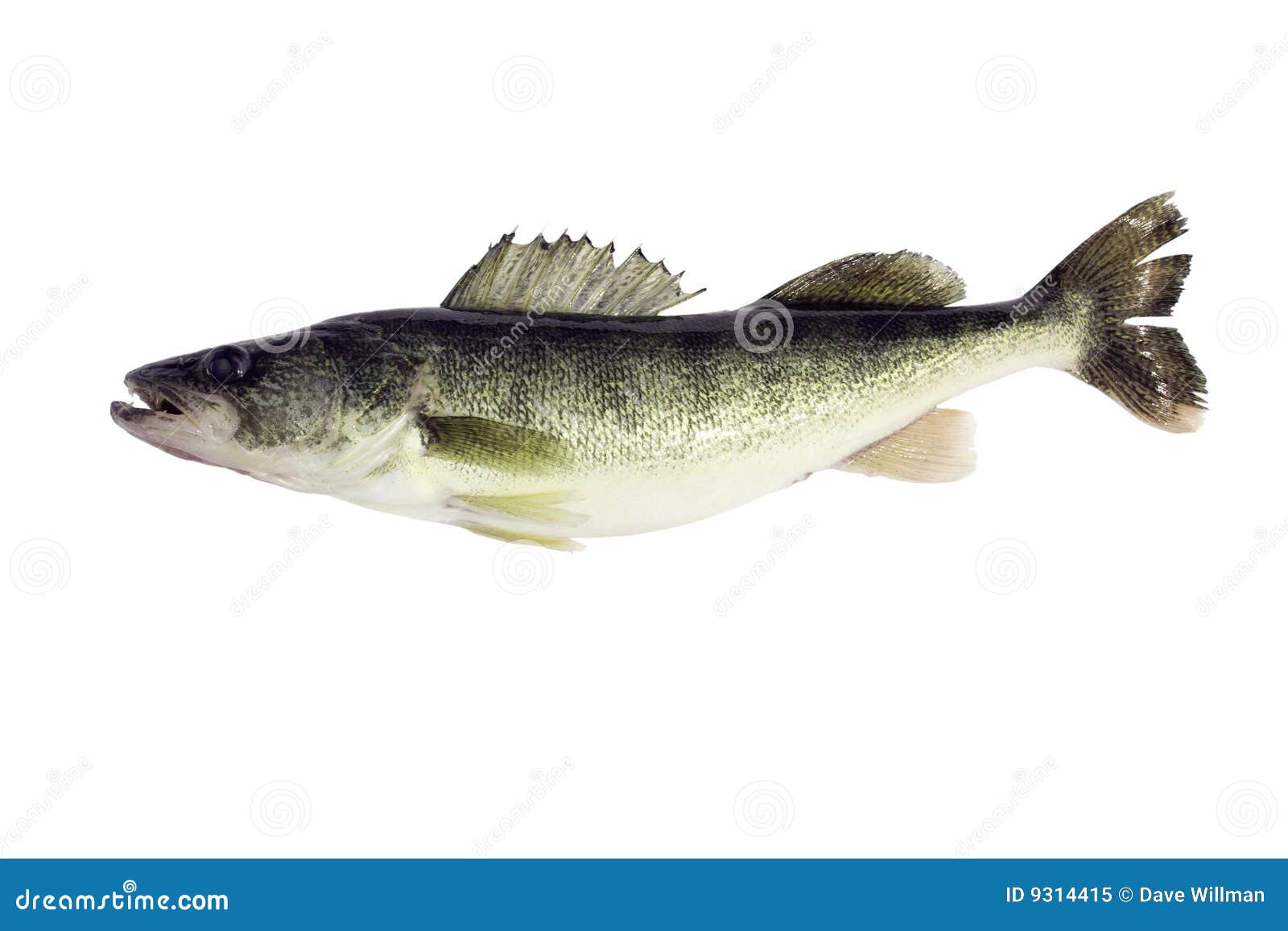 Underwater Walleye Stock Photos - Free & Royalty-Free Stock Photos from  Dreamstime