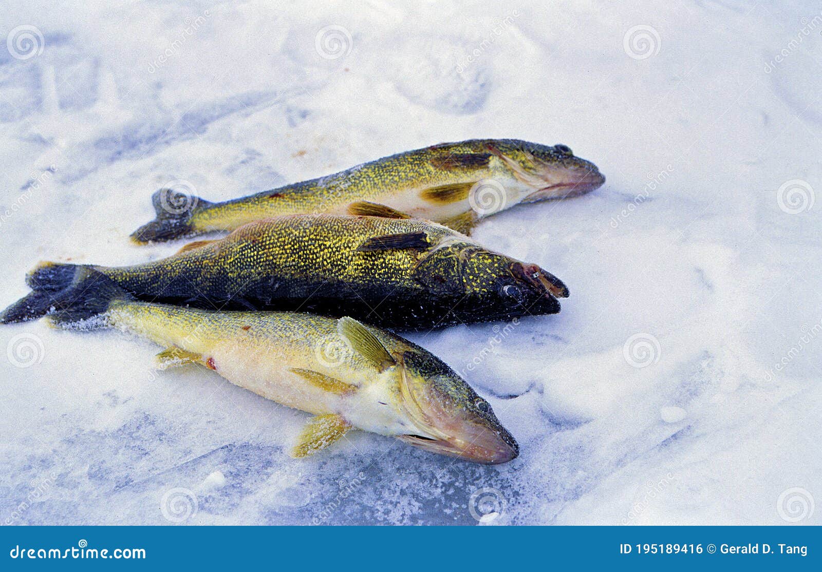 Walleyes Stock Photos - Free & Royalty-Free Stock Photos from Dreamstime