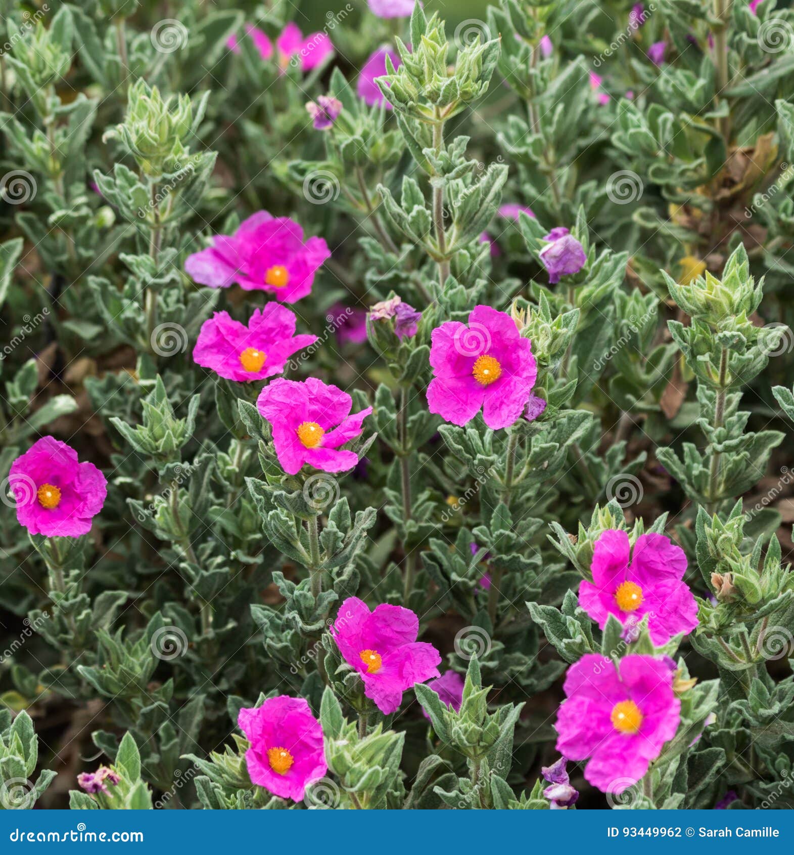 Wallflowers stock photo. Image of plant, garden, purple 93449962