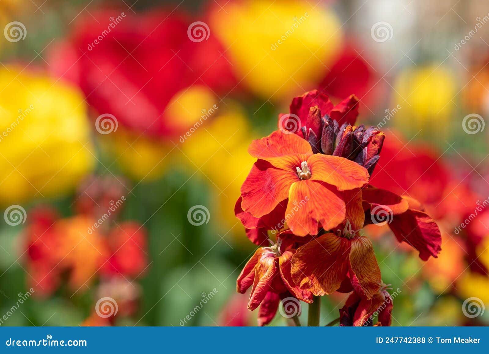 Wallflowers stock photo. Image of natural, gardening 247742388
