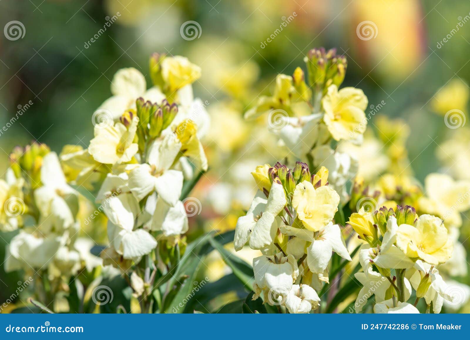Wallflowers stock photo. Image of head, botanical, flora 247742286