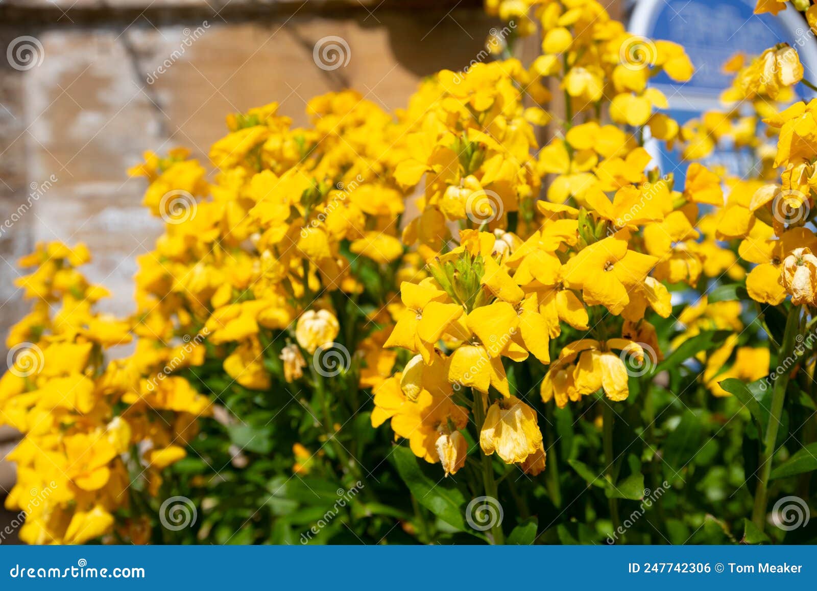 Wallflowers stock photo. Image of ornamental, bloom 247742306