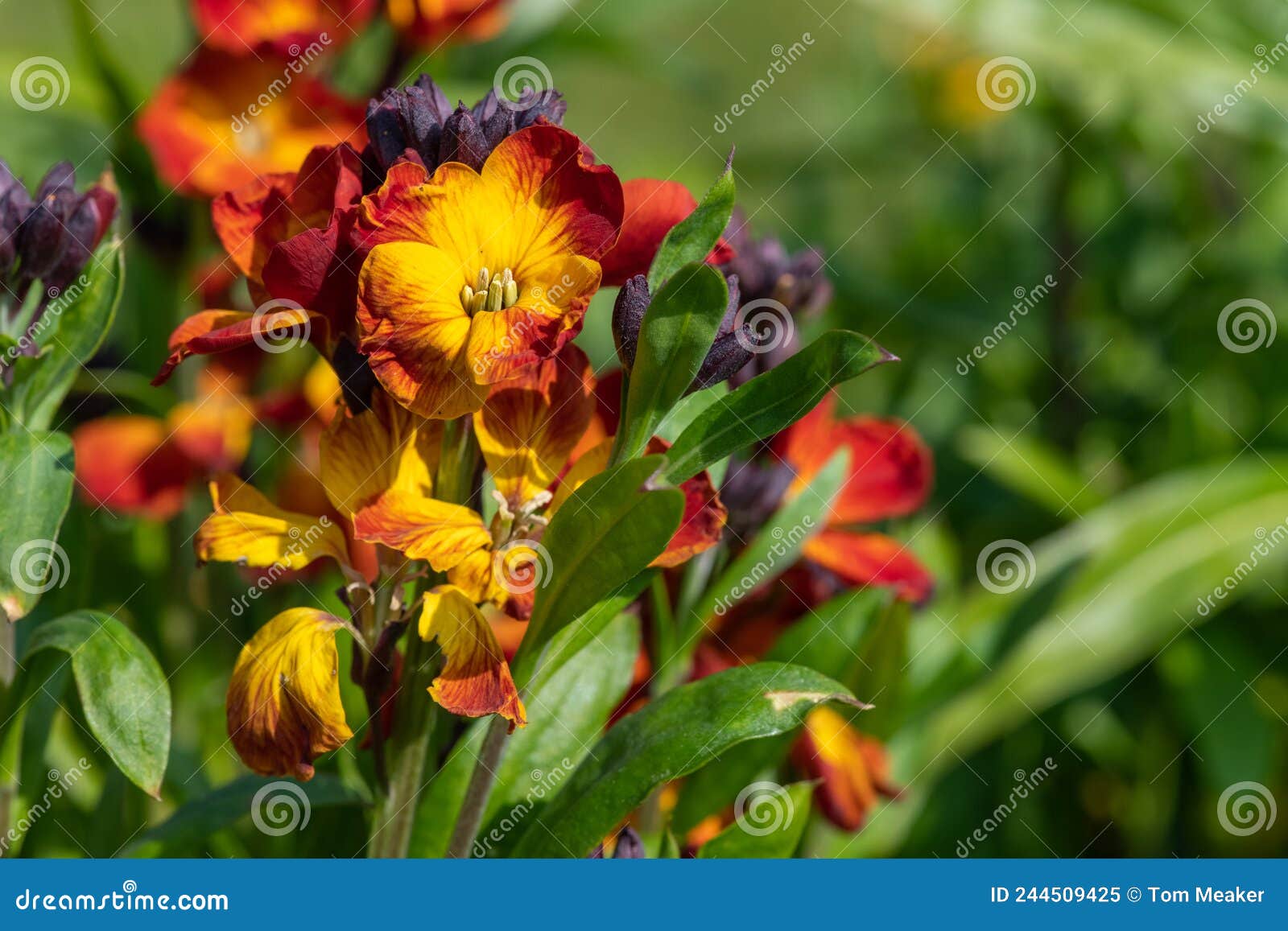 Wallflowers Erysimum Cheiri in Bloom Stock Image Image of cultivated