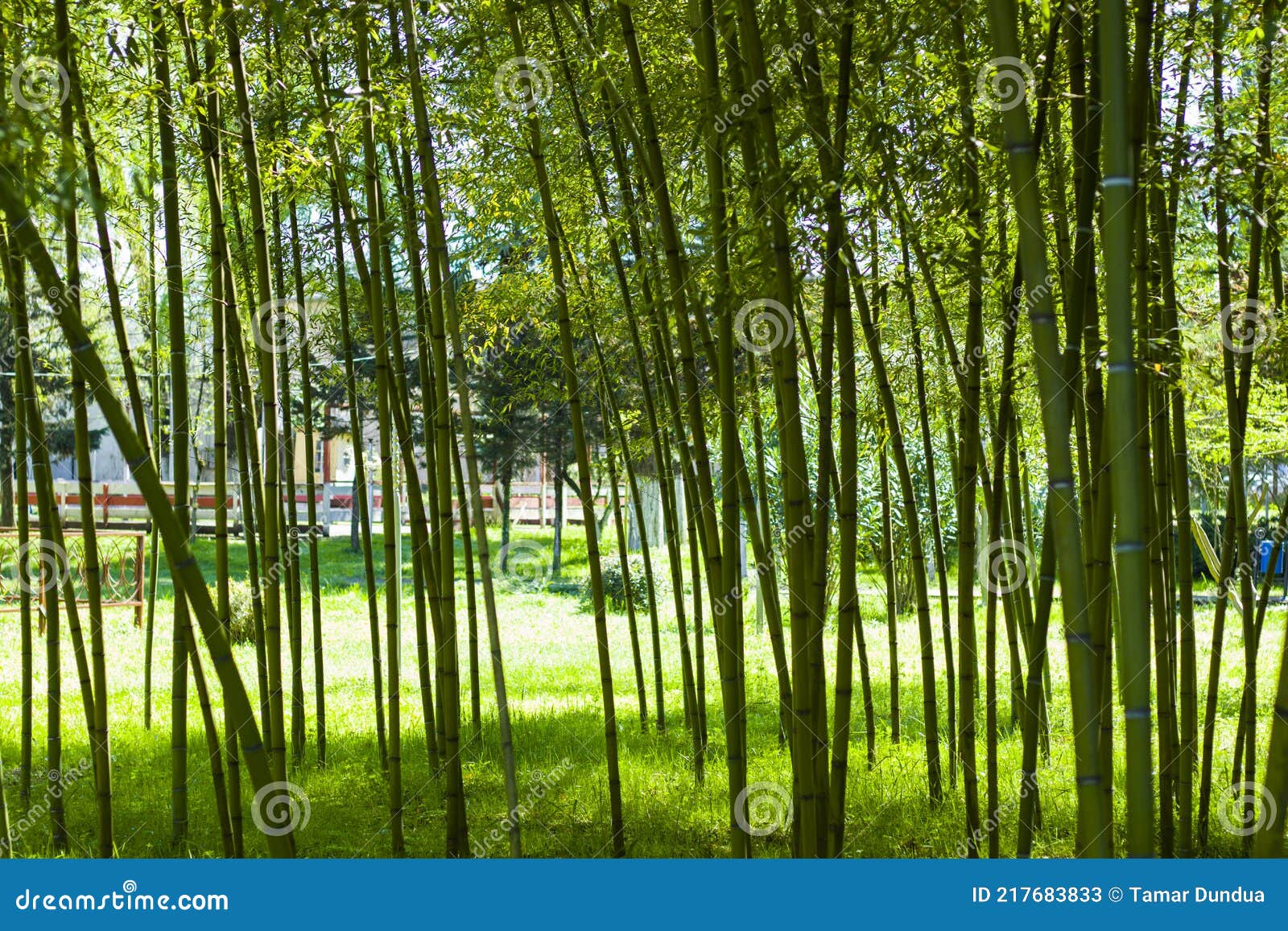 Wallpaper and Background of Nature, Bamboo Trees in Garden Stock Image -  Image of foliage, colorful: 217683833