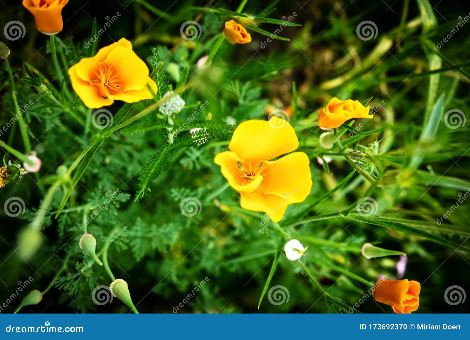 Free download California Poppy HQ Wallpapers Free Download Wallpapers  Photosz 640x480 for your Desktop Mobile  Tablet  Explore 47 California  Poppy Wallpaper  Poppy Wallpaper Red Poppy Wallpaper Poppy Wallpapers