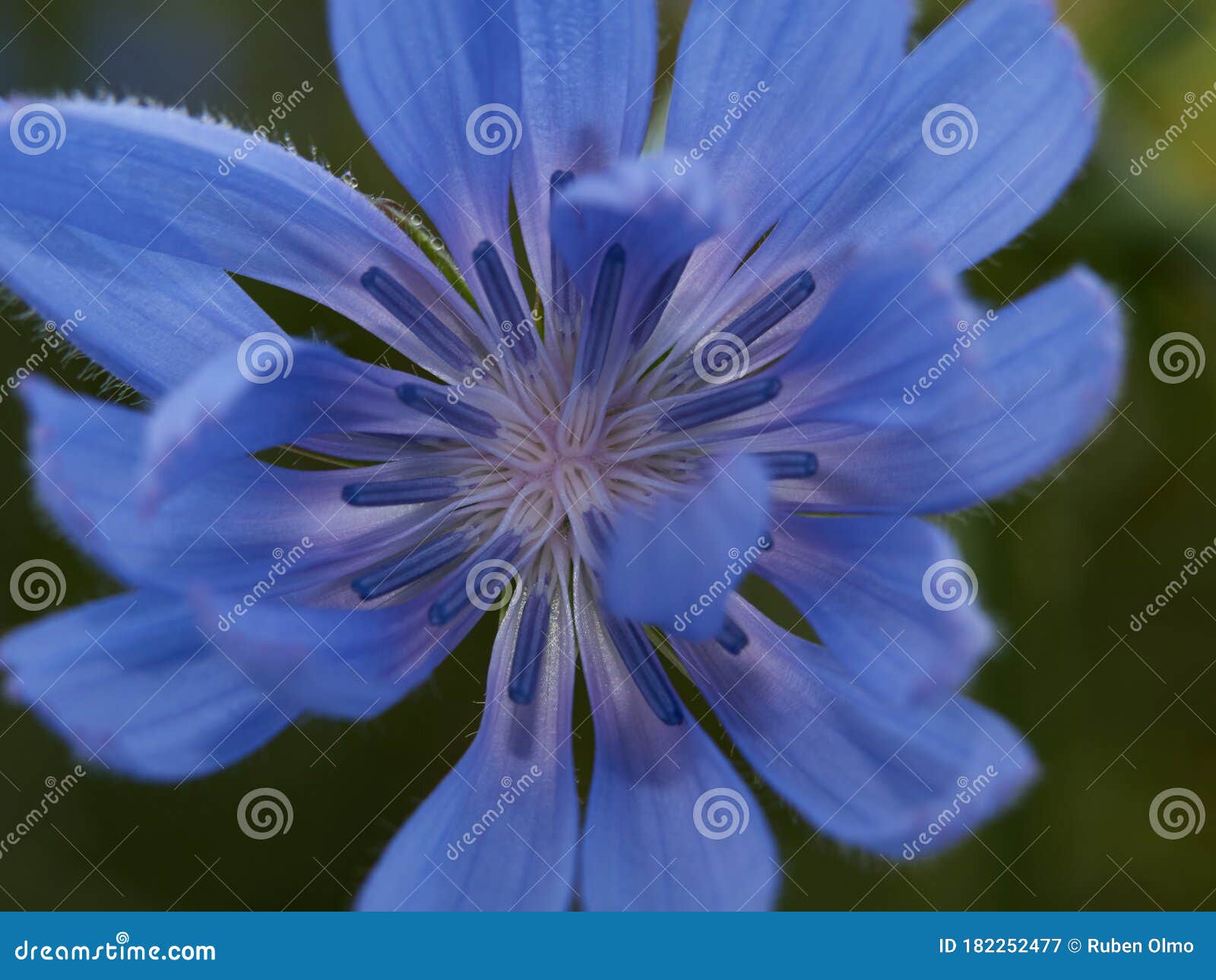 Blue Flower Images  Free HD Backgrounds PNGs Vector Graphics  Illustrations  Templates  rawpixel