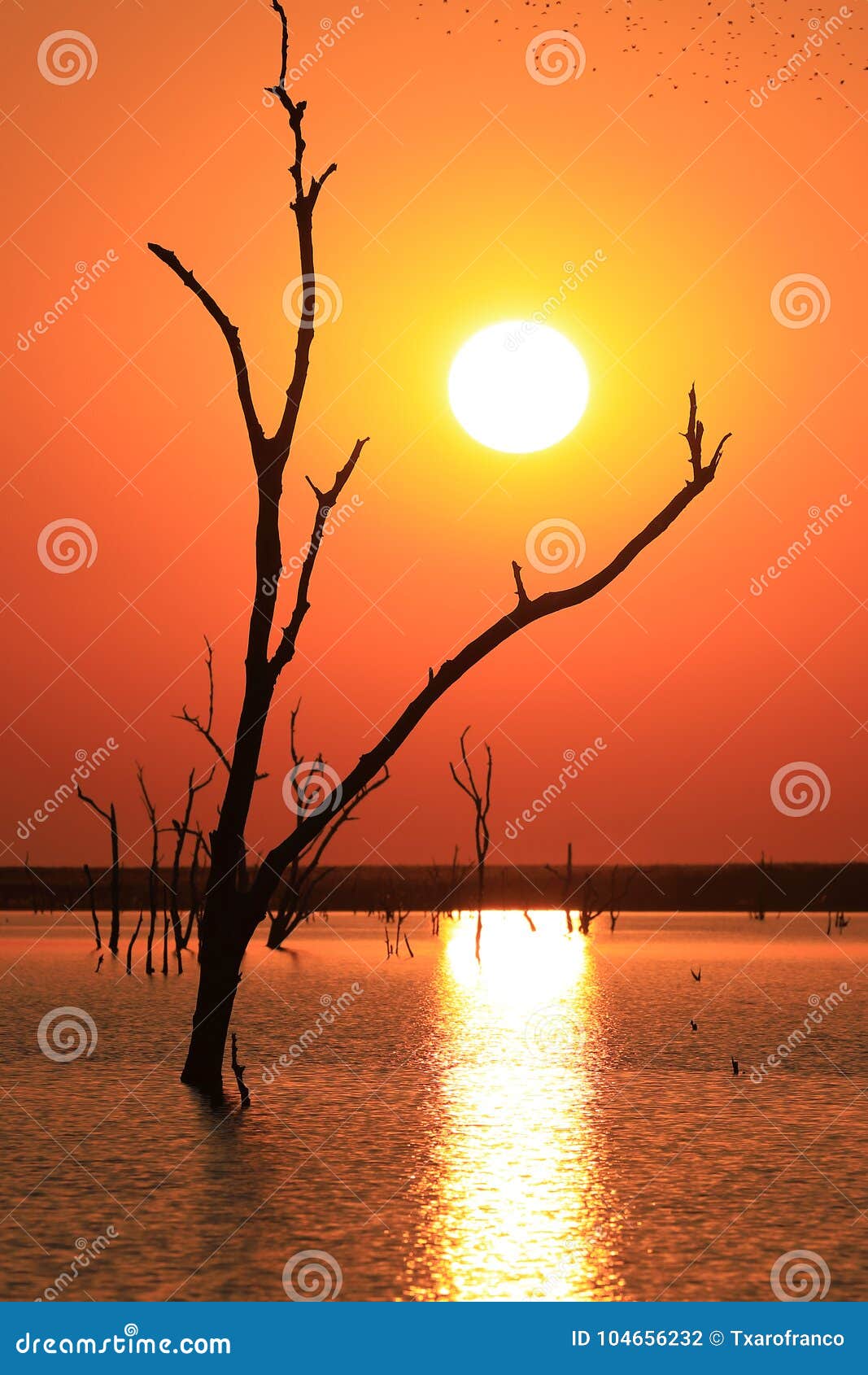 Wallpaper. Dead Tree on the Lake at Sunset Stock Photo - Image of ...