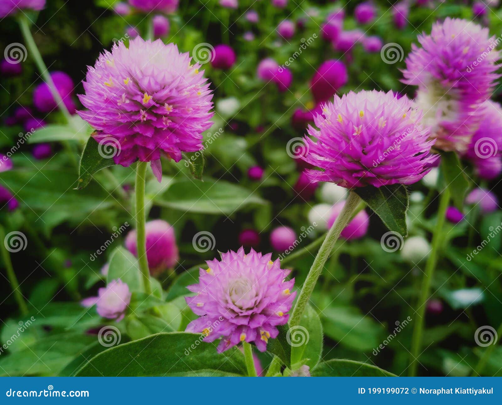 171 Flowerflower Photos Free Royalty Free Stock Photos From Dreamstime 171 Flowerflower Photos Free Royalty Free Stock Photos From Dreamstime