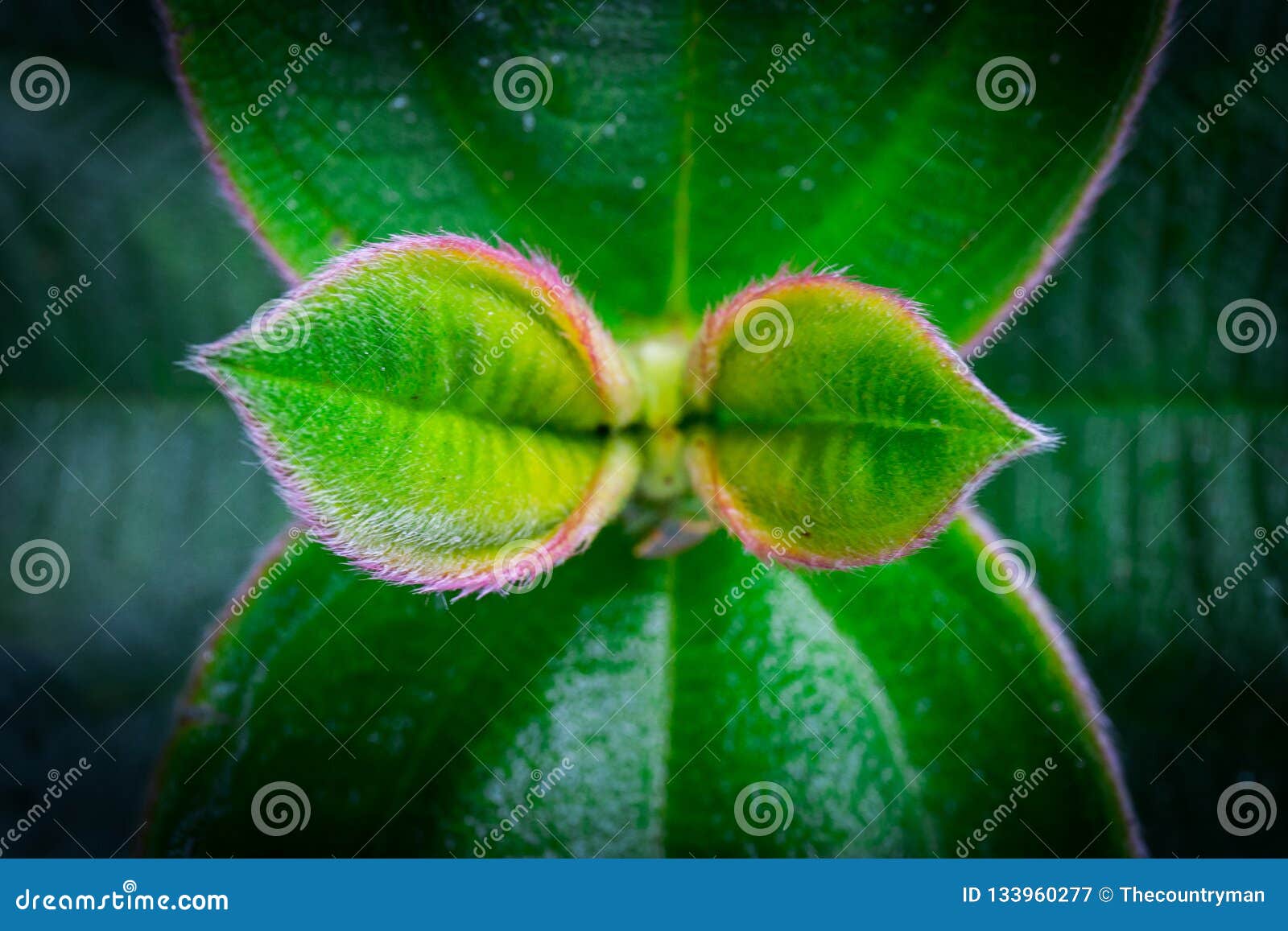 a wallpaper of some leaves macro capture