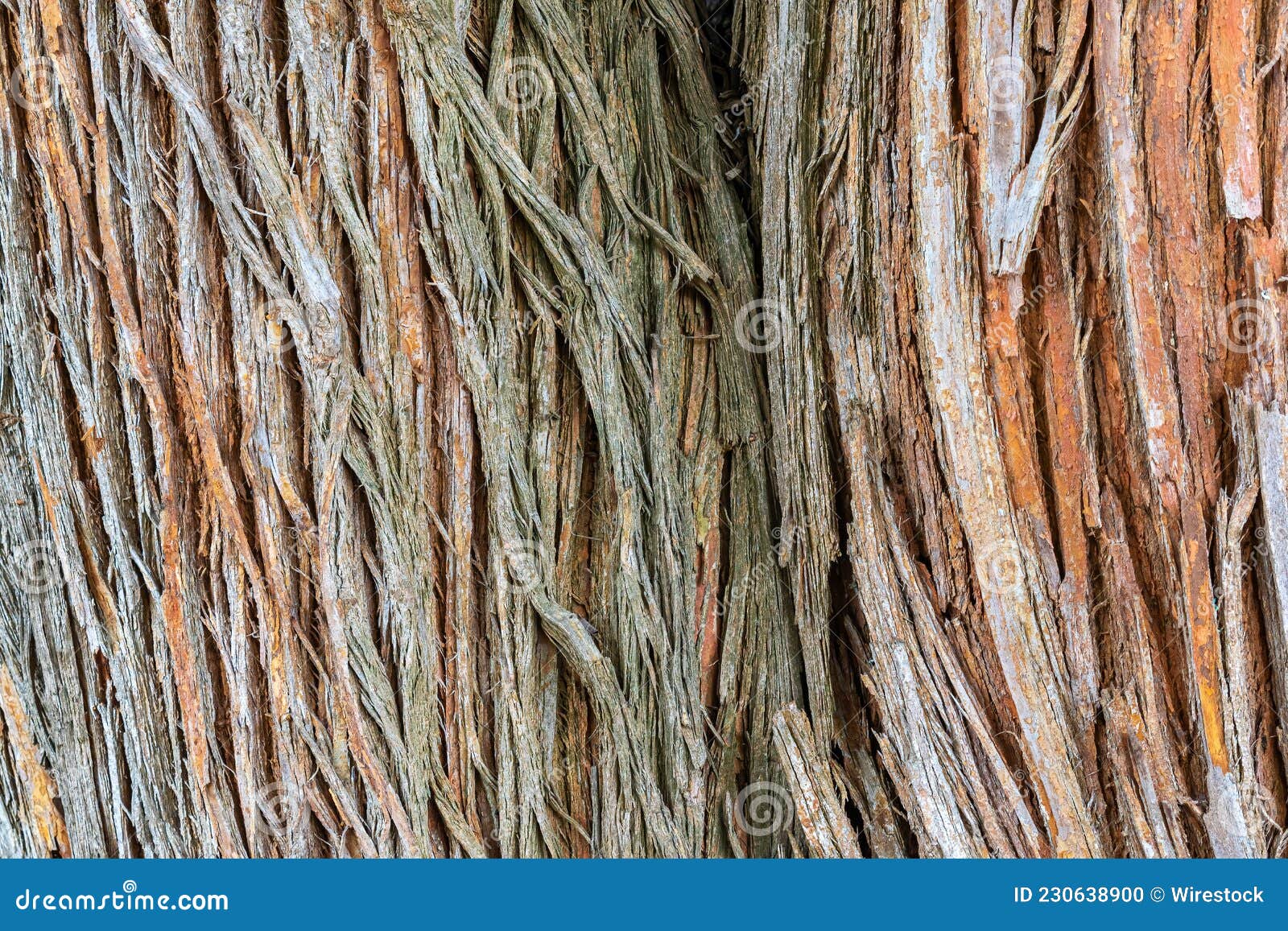 Wallpaper for the Texture of the Bark of a Vertical Thread Tree Stock