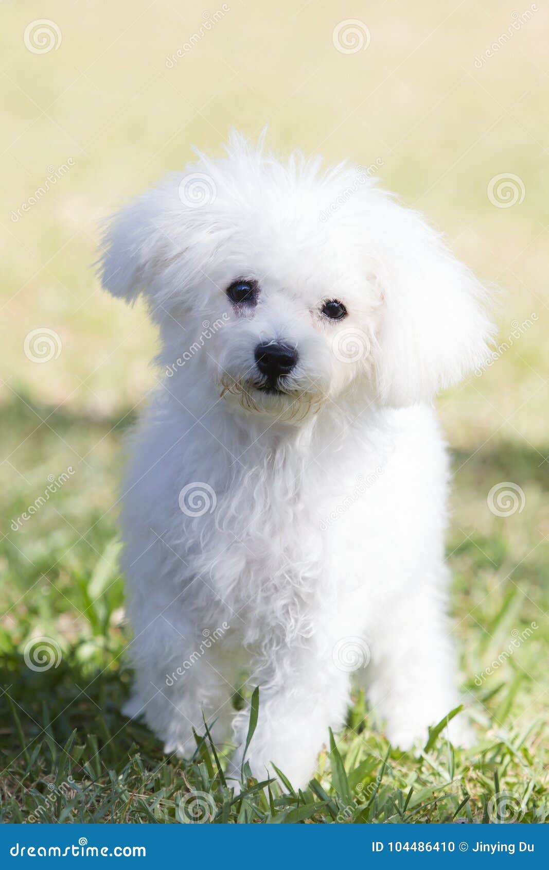 Wallpaper: White Teddy Bear Dog Stock Photo - Image of healthy, rural: 104486410 Wallpaper: White Teddy Bear Dog Stock Photo - Image of healthy, rural: 104486410