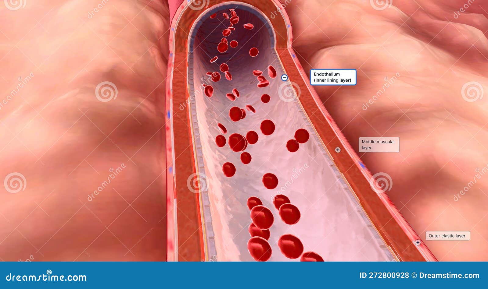 The Walls of Arteries Contain Three Layers. Endothelium, a Middle