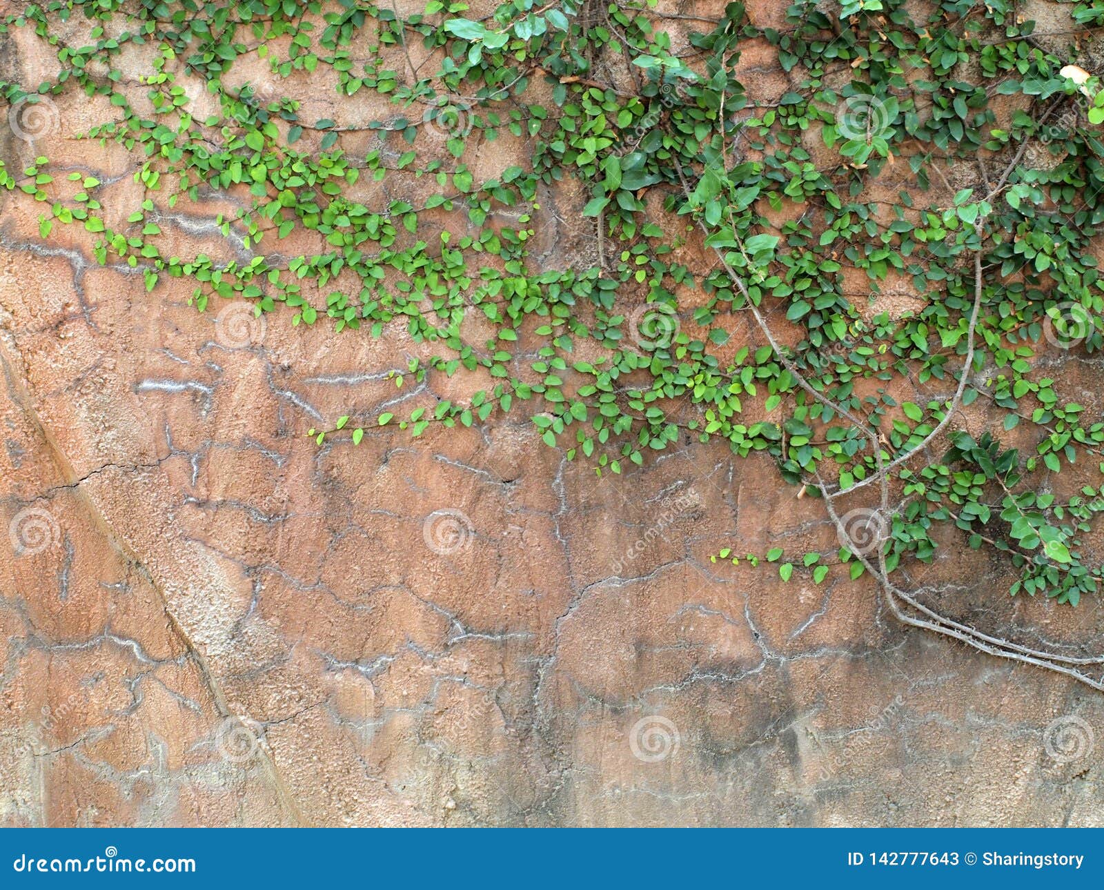 Walls covered with vines stock image. Image of covered 142777643