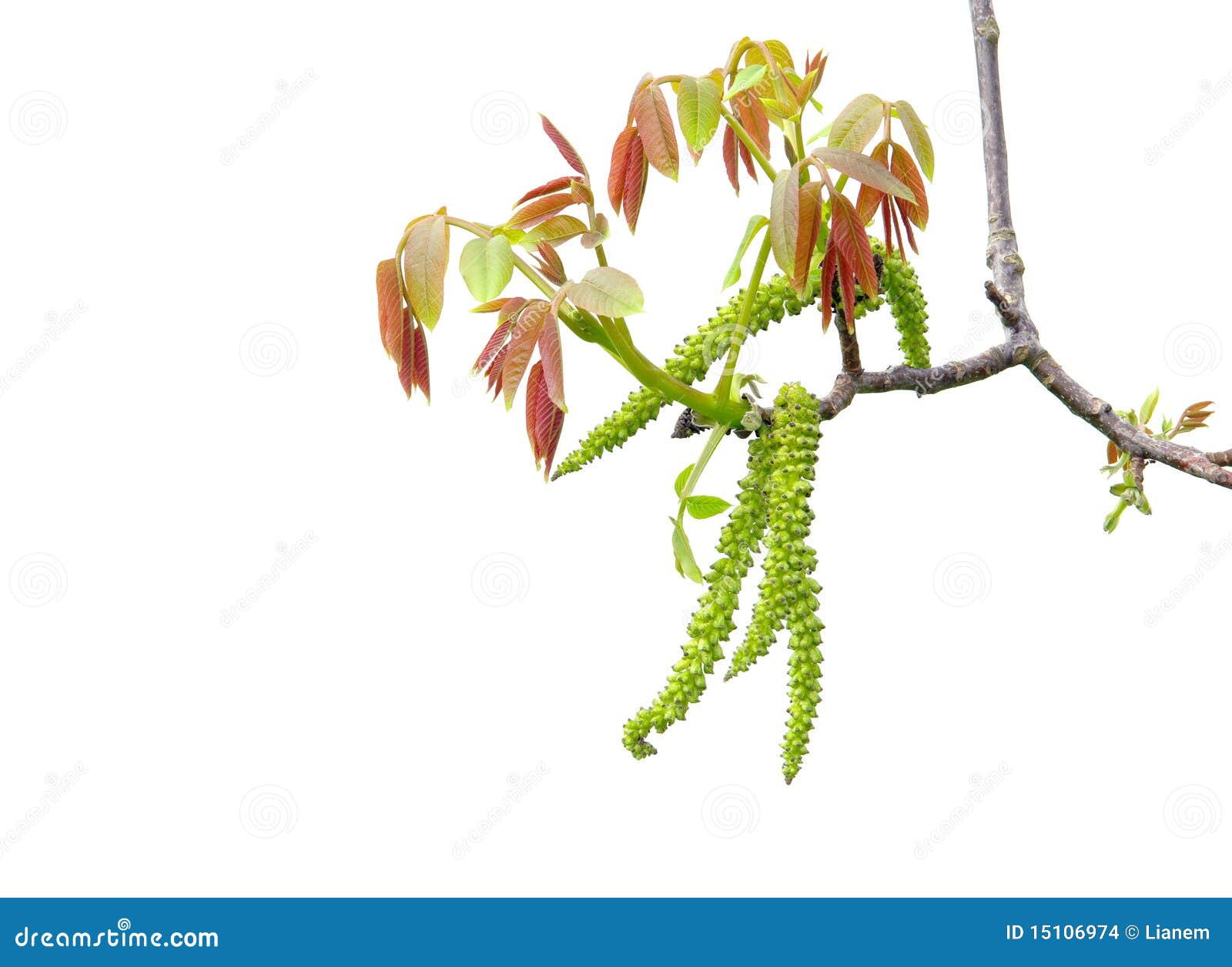 Walnut blossom stock photo. Image of color, twig, fall - 15106974