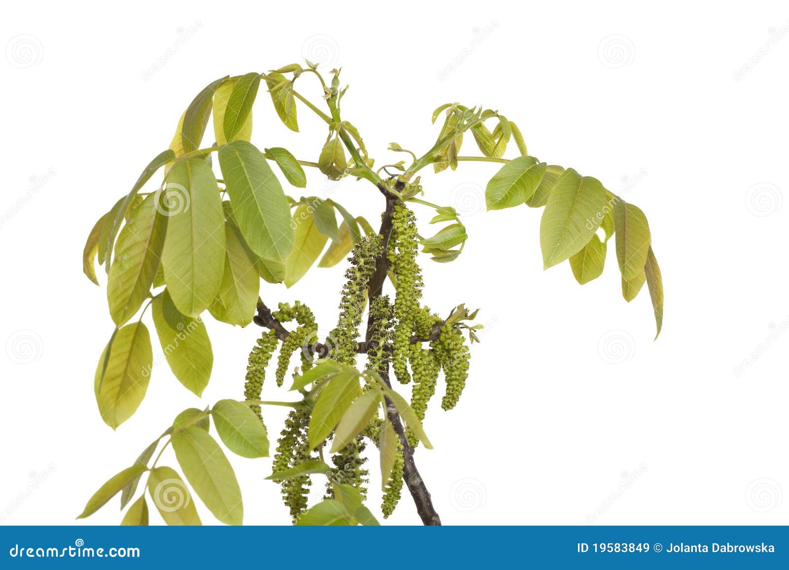 Walnut blossom stock image. Image of walnut, leaf, flower - 19583849