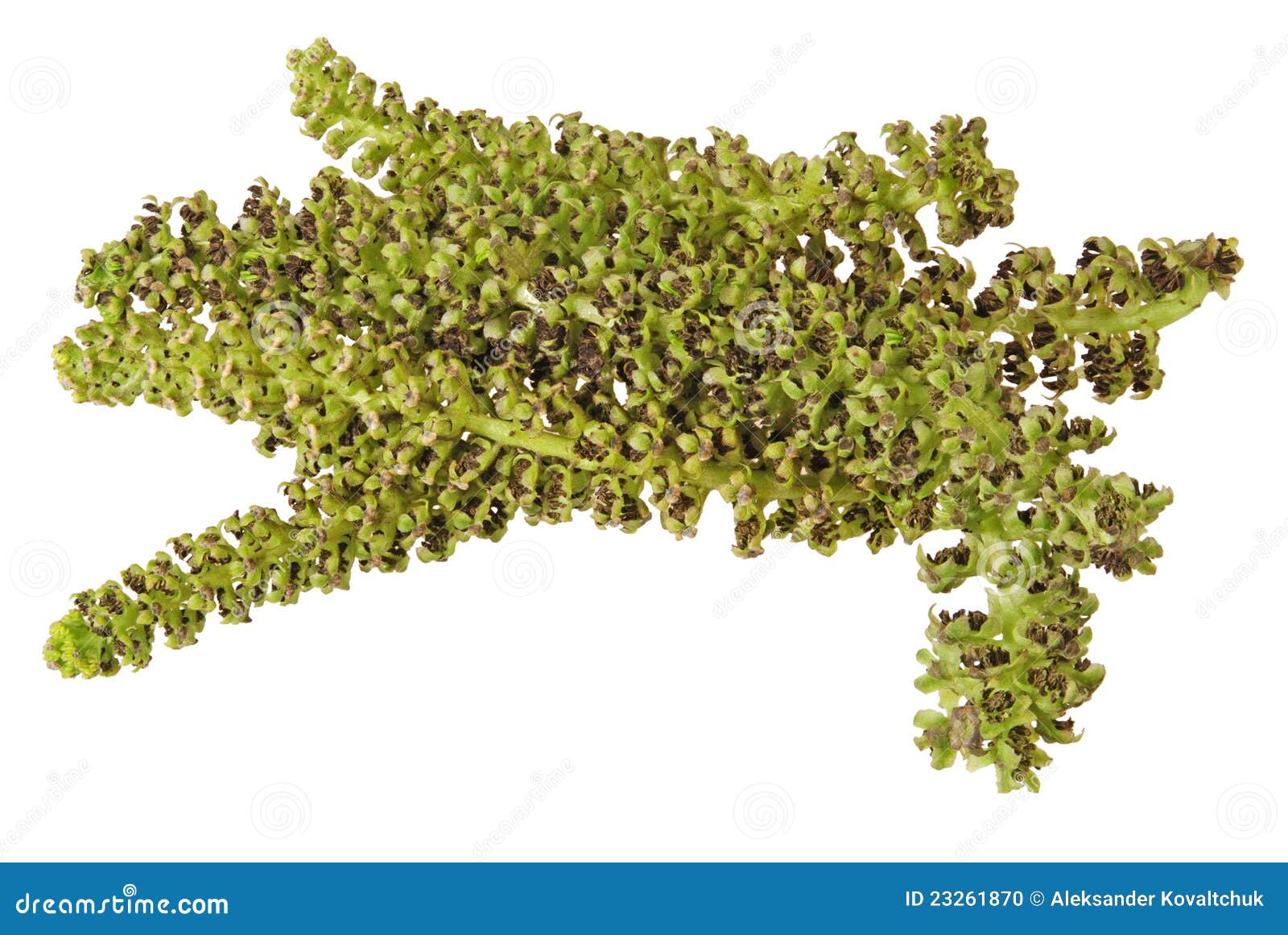 Walnut blossom stock photo. Image of detail, green, isolated - 23261870