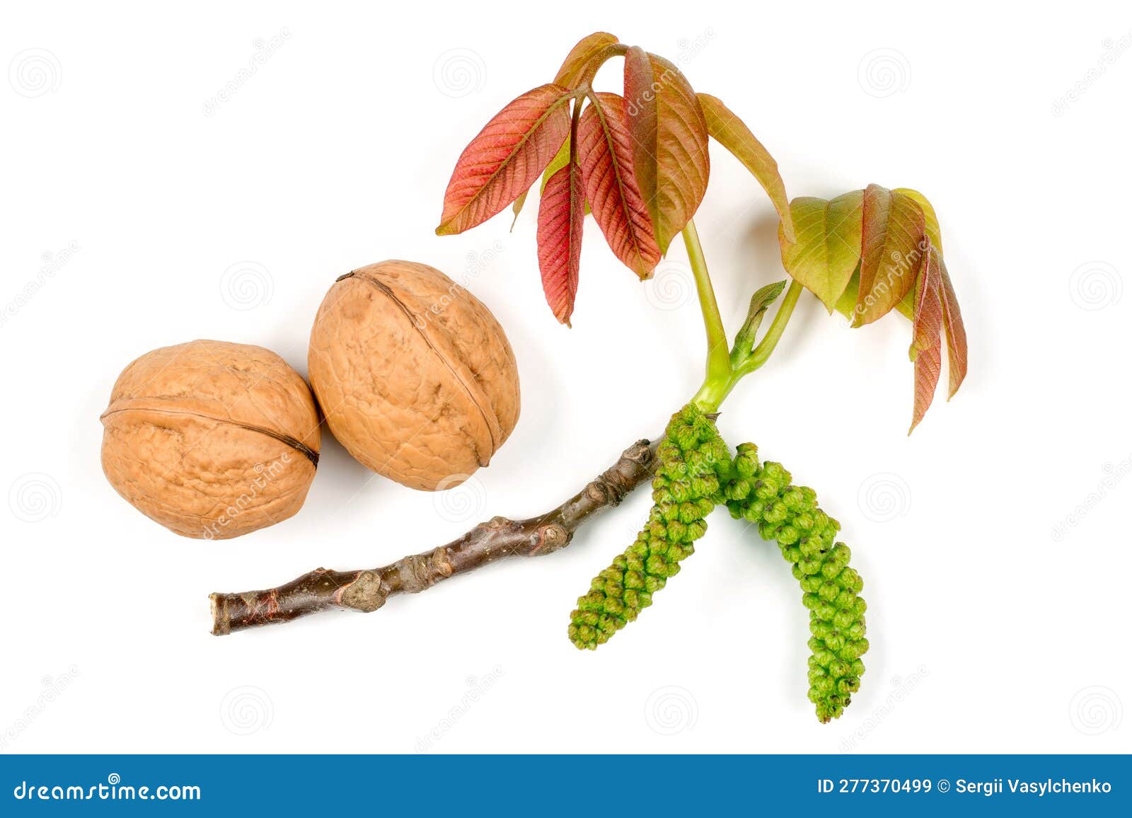 Walnut blossom. stock image. Image of leaf, blossom - 277370499
