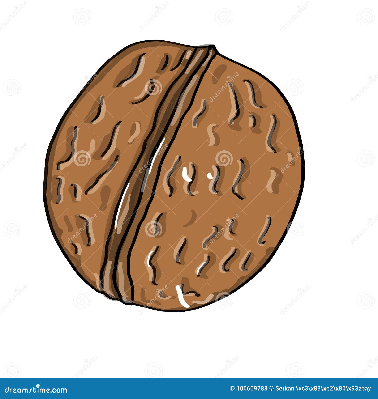 Walnut Coloring and White Background Stock Vector Illustration of
