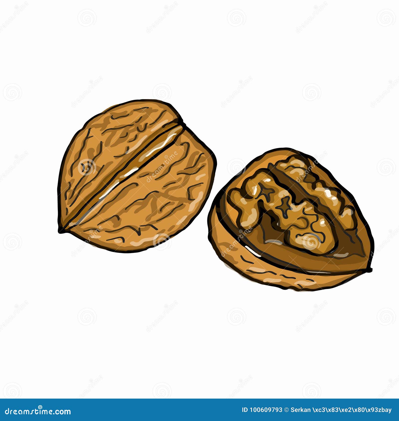 Walnut Coloring And White Background Stock Vector - Illustration of natural, protein: 100609793