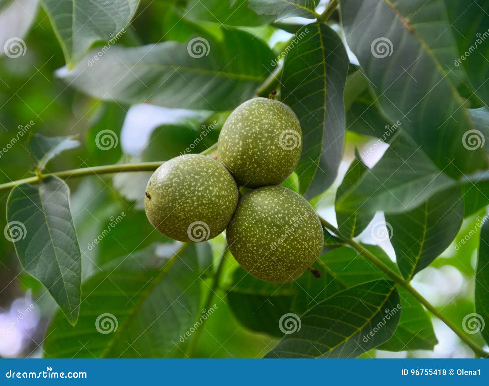 Walnut in growth stock photo. Image of stage, husk, drupe 96755418