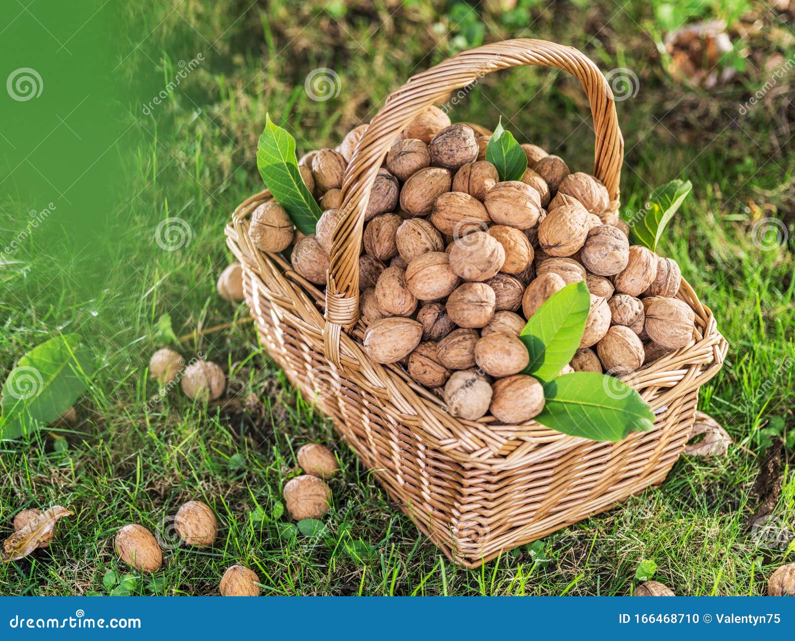 Walnut Harvest. Walnuts in the Basket on the Green Grass Stock Photo